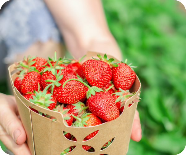 採れたていちご